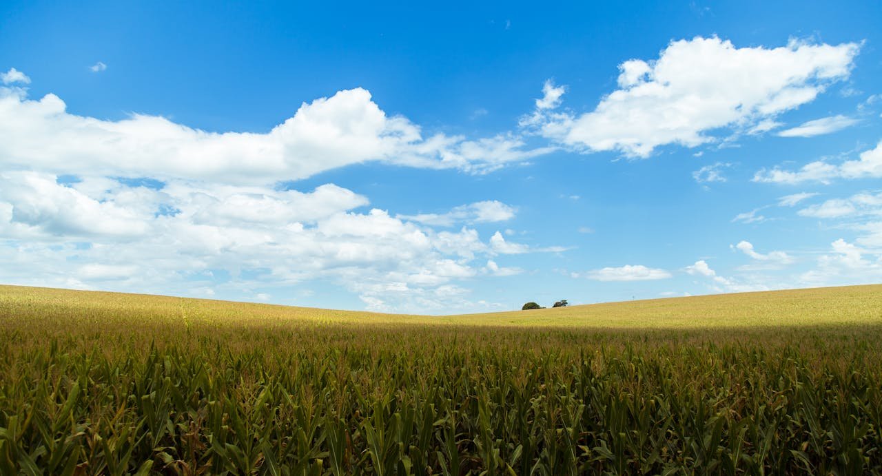 Serene cornfield landscape with blue sky and clouds, capturing nature's beauty.