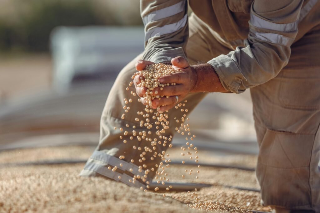 pexels photo 31678009 31678009 Hands holding soybeans during harvest in Paragominas, Brazil, showcasing agriculture.